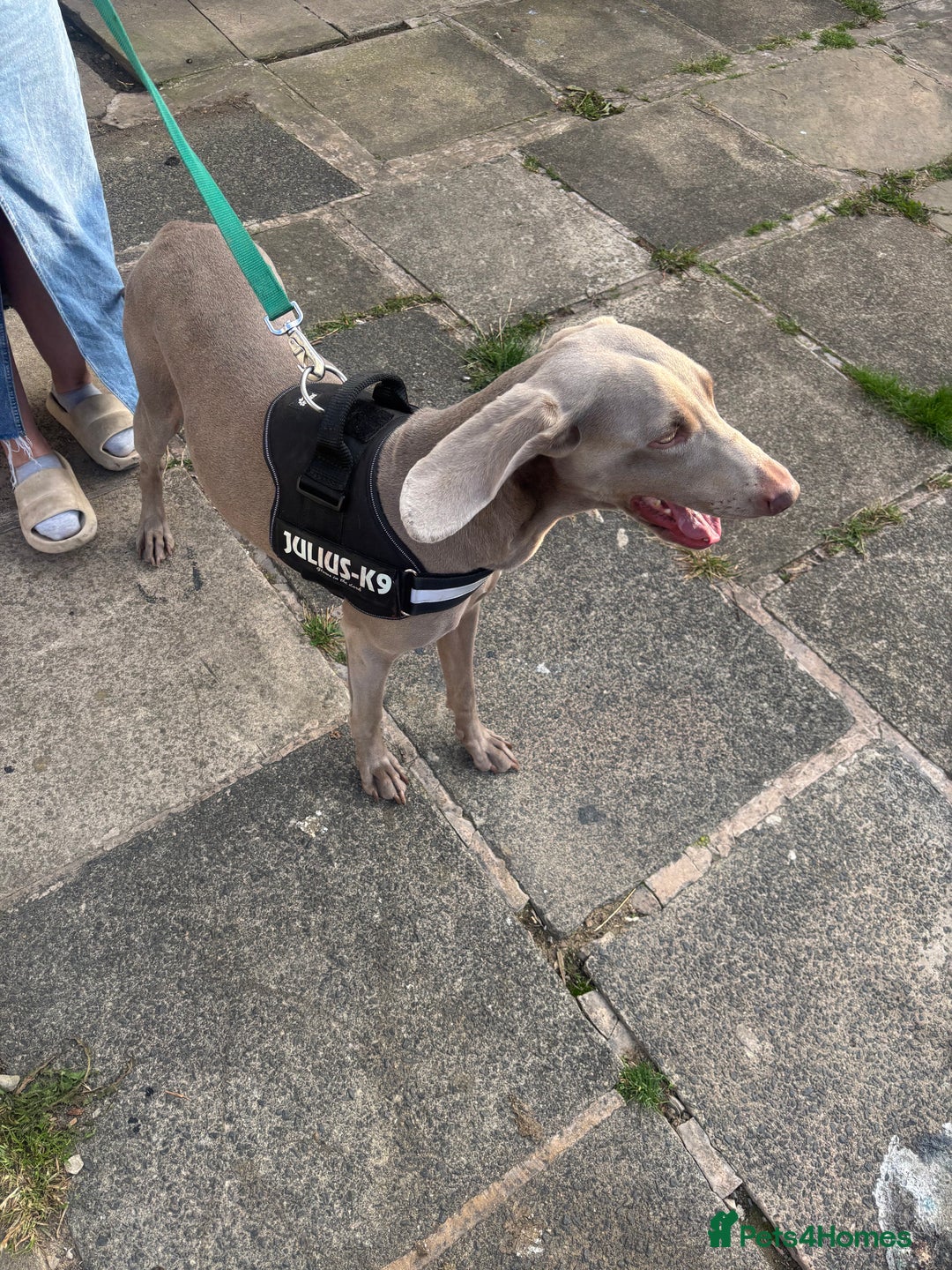 Weimaraner dogs for sale: Beautiful weimanaer bitch - Image 8