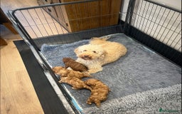Cockapoo dogs for sale: Cockapoo puppy for sale  - Image 6