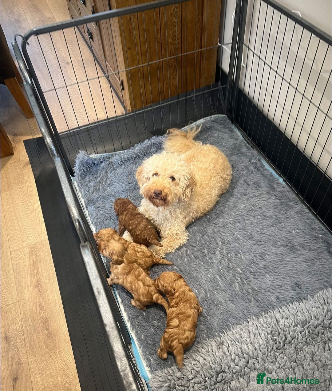 Cockapoo dogs for sale: Cockapoo puppy for sale  - Image 6