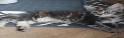 Maine Coon cats for sale: Maine coon kittens registed. Black smoke, grey, - Advert 5