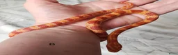 Corn Snake reptiles for sale: Juvenile corn snakes - Advert 5