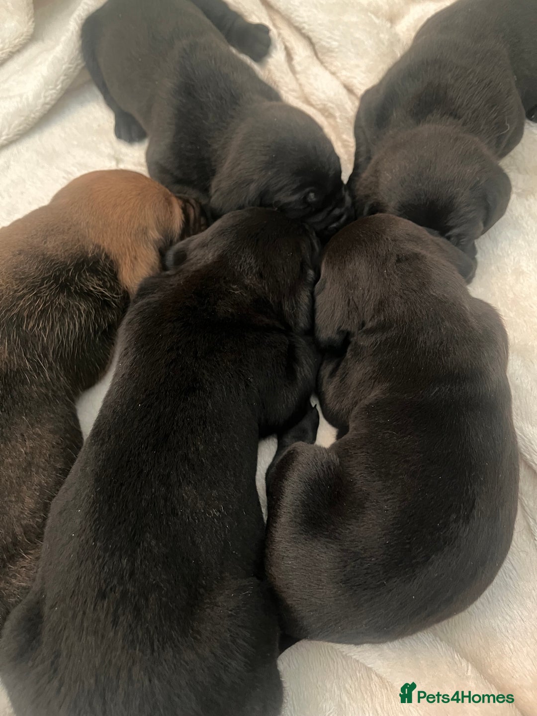 Cane Corso dogs for sale: Stunning Full Pedigree Cane Corso Puppies 🏆  - Advert 5
