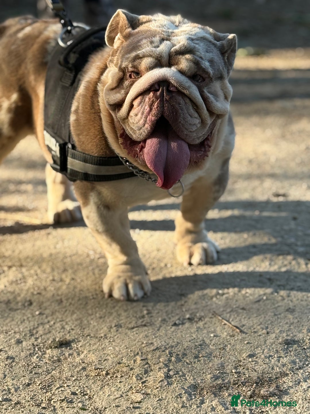 English Bulldog dogs for sale: Rehome Grizzly looking for forever home 🏡 - Image 2