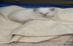 Ragdoll cats for sale: Tortie, Lynx, Chimera pure ragdoll girls - Image 27