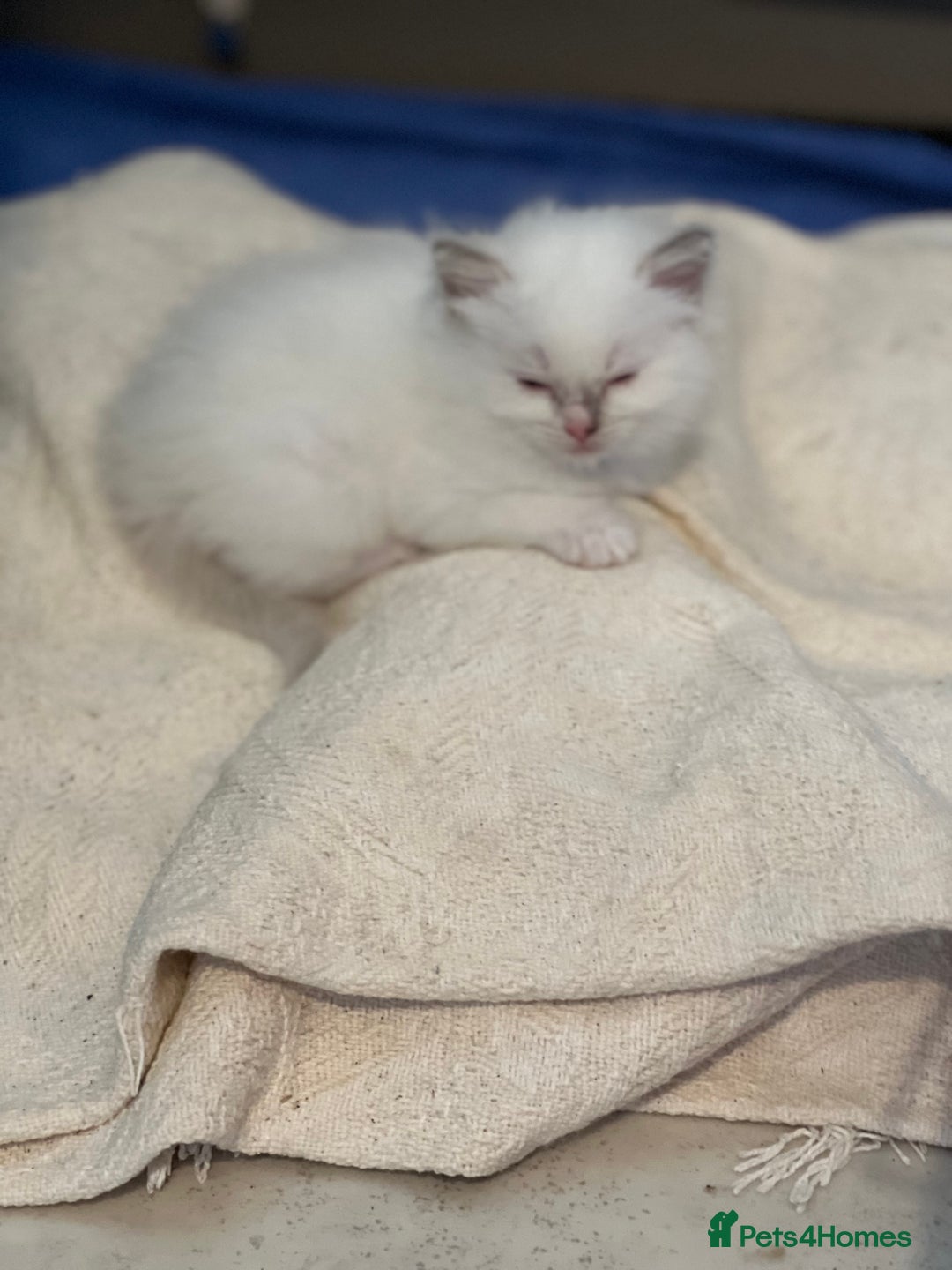 Ragdoll cats for sale: Tortie, Lynx, Chimera pure ragdoll girls - Image 27