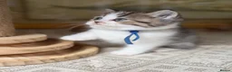 British Longhair cats for sale: TICA British Longhair Golden Girls – Ready Now - Advert 11