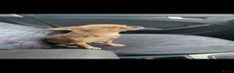 Chihuahua dogs for stud: Beautiful chihuahua for stud  - Advert 5