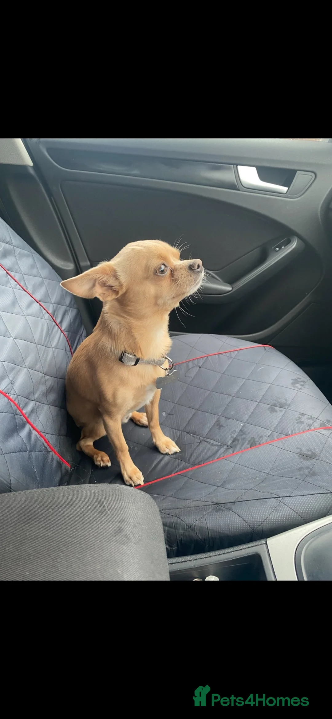 Chihuahua dogs for stud: Beautiful chihuahua for stud  - Advert 5