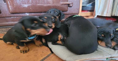 Miniature Dachshund dogs - Advert 3