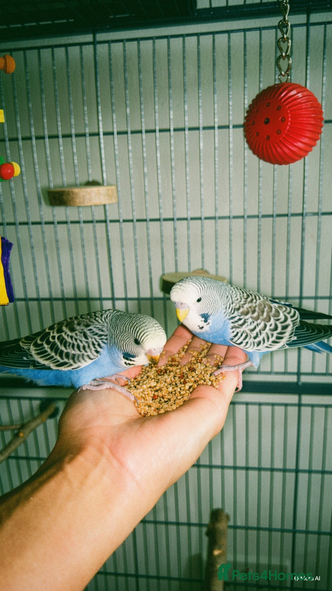 Budgerigars birds for sale: Two bonded budgies  - Advert 1
