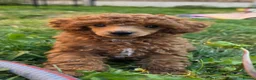 Toy Poodle dogs for sale: Stunning KC Reg Toy Poodle Puppies 1 boy left in Llangefni - Advert 1