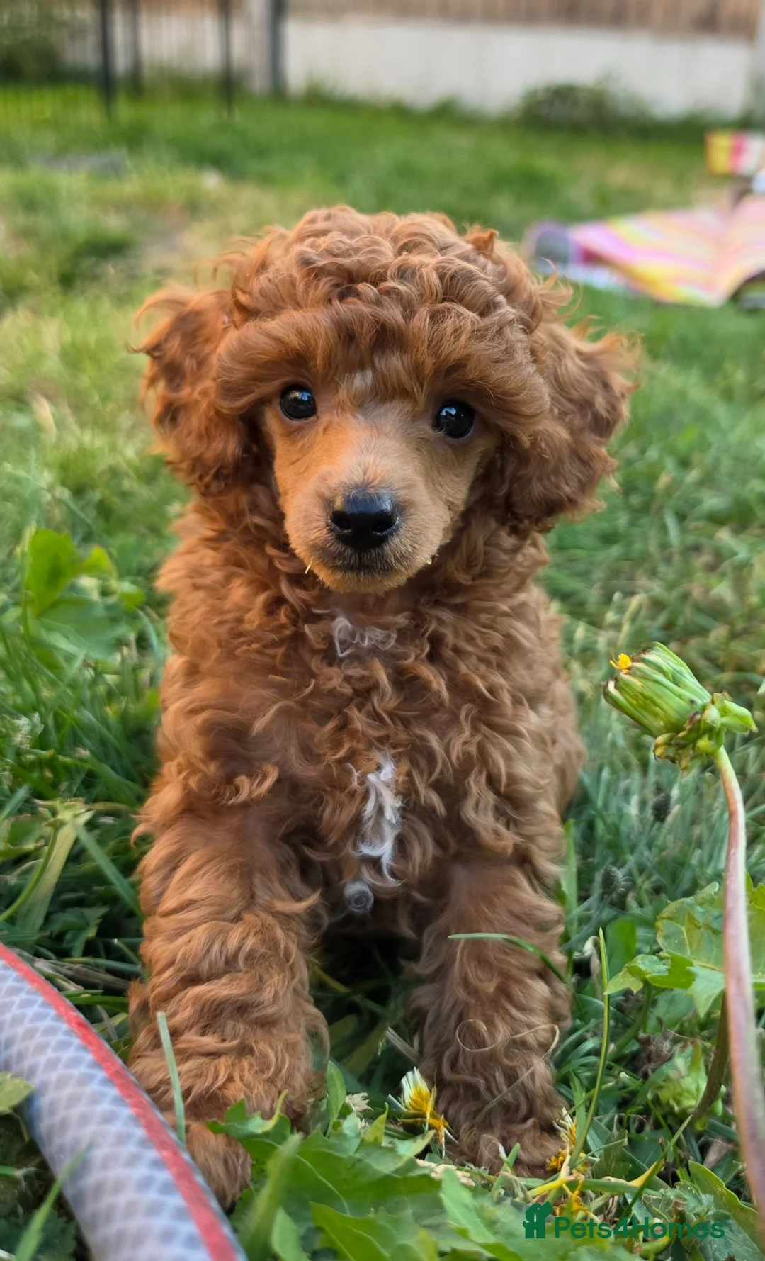 Toy Poodle dogs for sale: Stunning KC Reg Toy Poodle Puppies 1 boy left in Llangefni - Advert 1