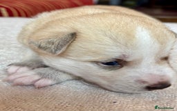 Pomsky dogs for sale: Adorable Blue Eyed 🐾 Long Eared Pomskies  - Image 4