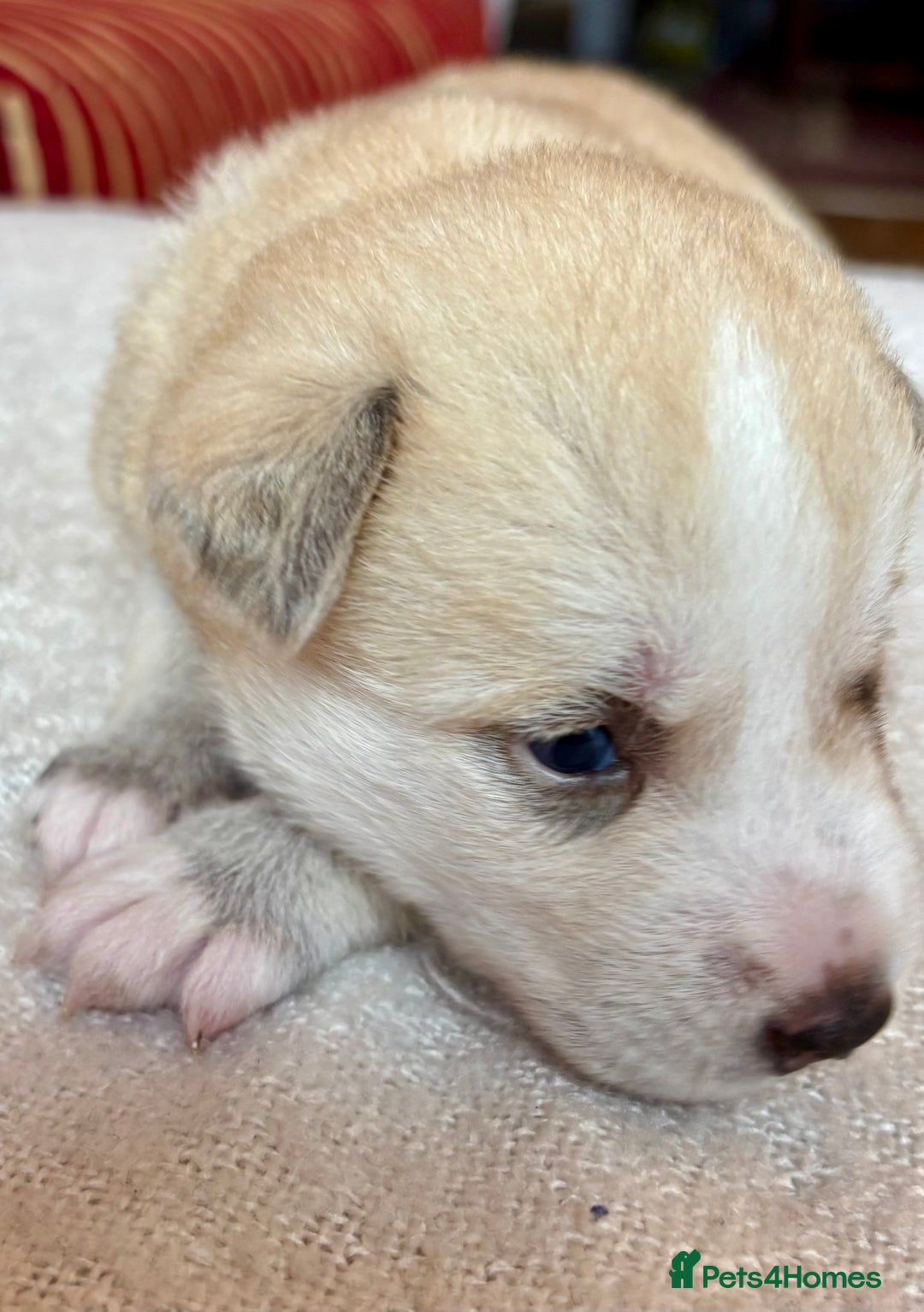 Pomsky dogs for sale: Adorable Blue Eyed 🐾 Long Eared Pomskies  - Image 4