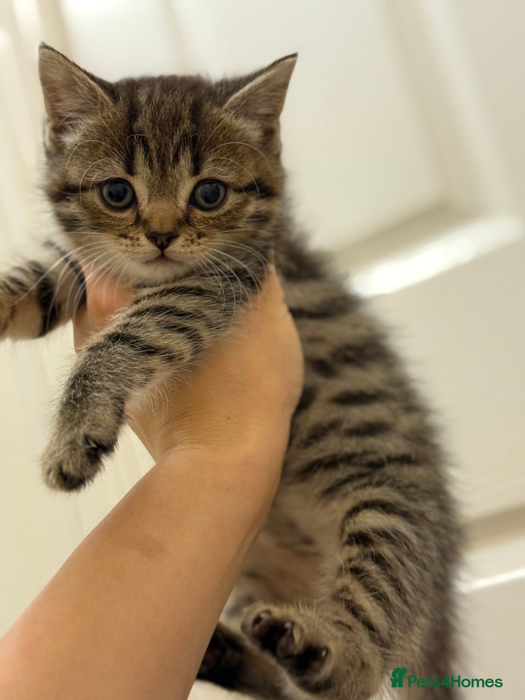 British Shorthair cats for sale: BSH X Scottish  - Image 11