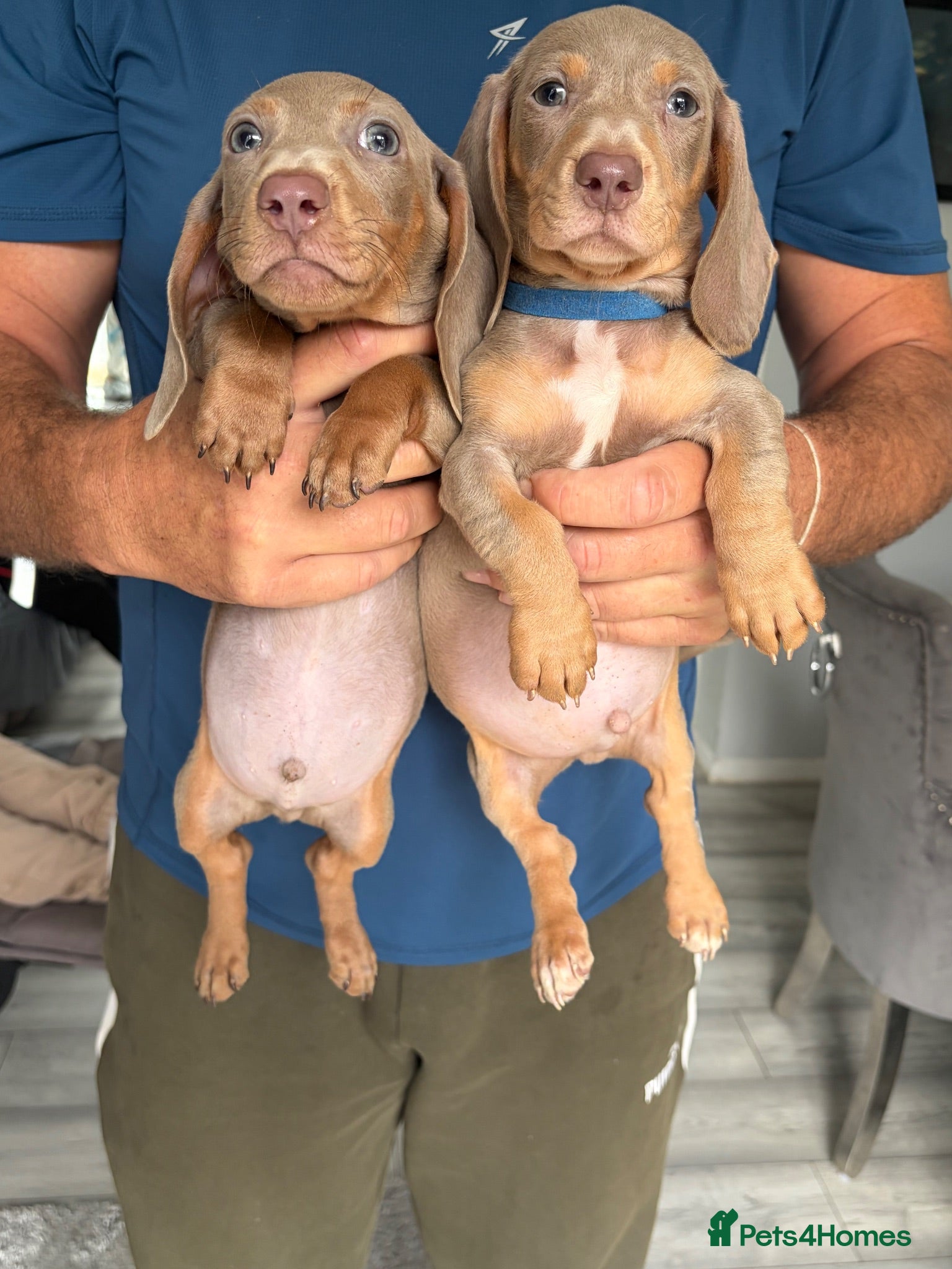 Dachshund dogs Isabella tan dachshunds  2 males left - Advert 6