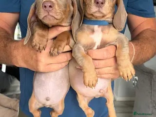 Dachshund dogs Isabella tan dachshunds 2 males left - Advert 6