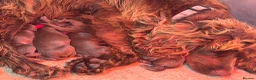 Cocker Spaniel dogs for sale: Kennel club working cocker spaniels  - Advert 15