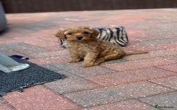 Cavapoo dogs for sale: F1B cavapoo puppies - Image 3