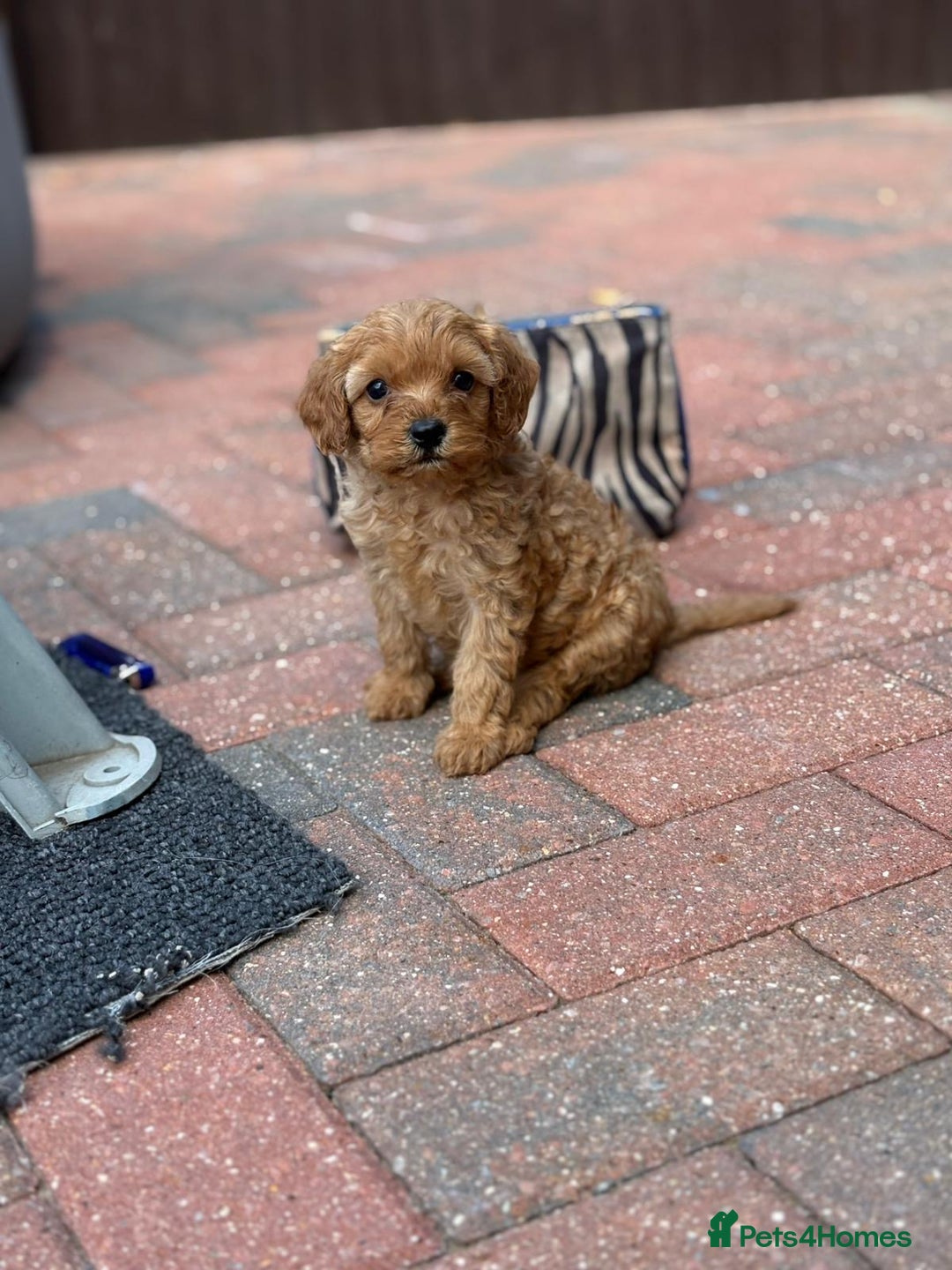 Cavapoo dogs for sale: F1B cavapoo puppies - Image 3