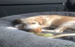 Mixed Breed dogs for adoption: **Meet Otello – The Pup with a Sparkle!** - Image 6