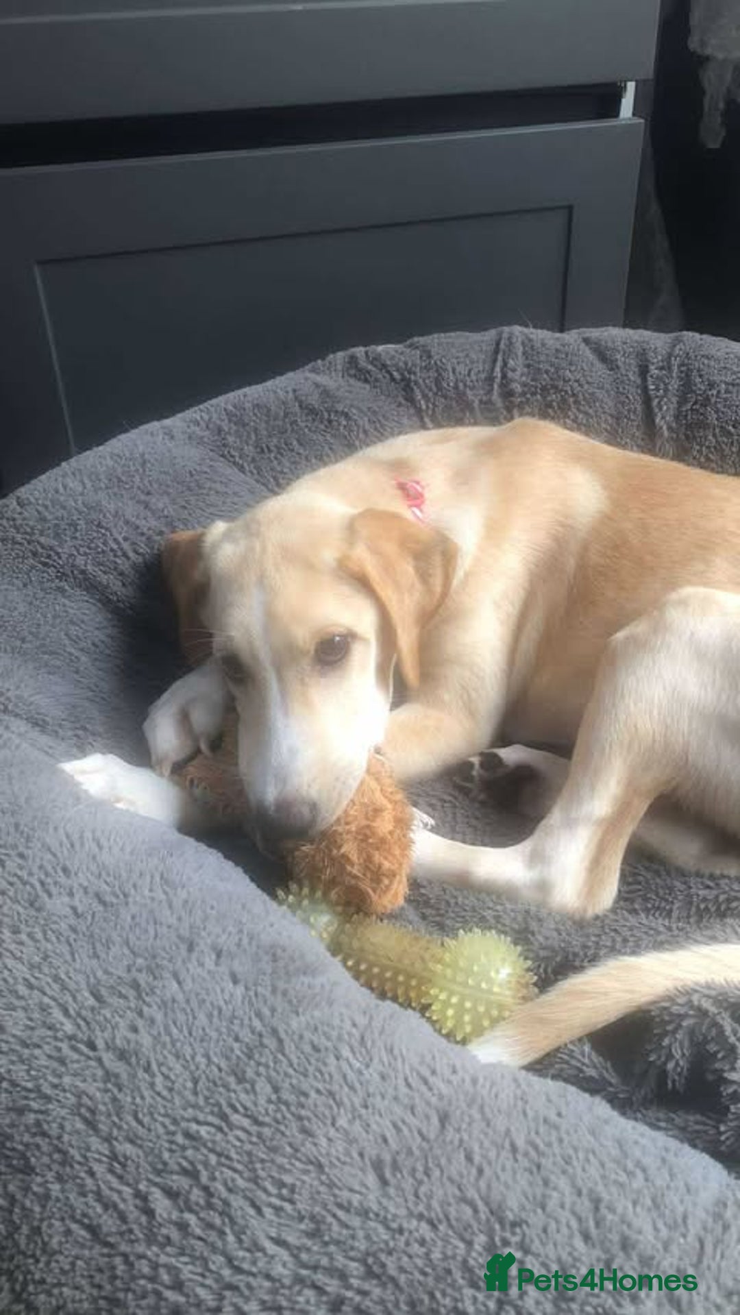 Mixed Breed dogs for adoption: **Meet Otello – The Pup with a Sparkle!** - Image 6