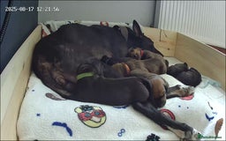 Mixed Breed dogs for sale: Lurcher x Standard Dachshund Puppies  - Image 2