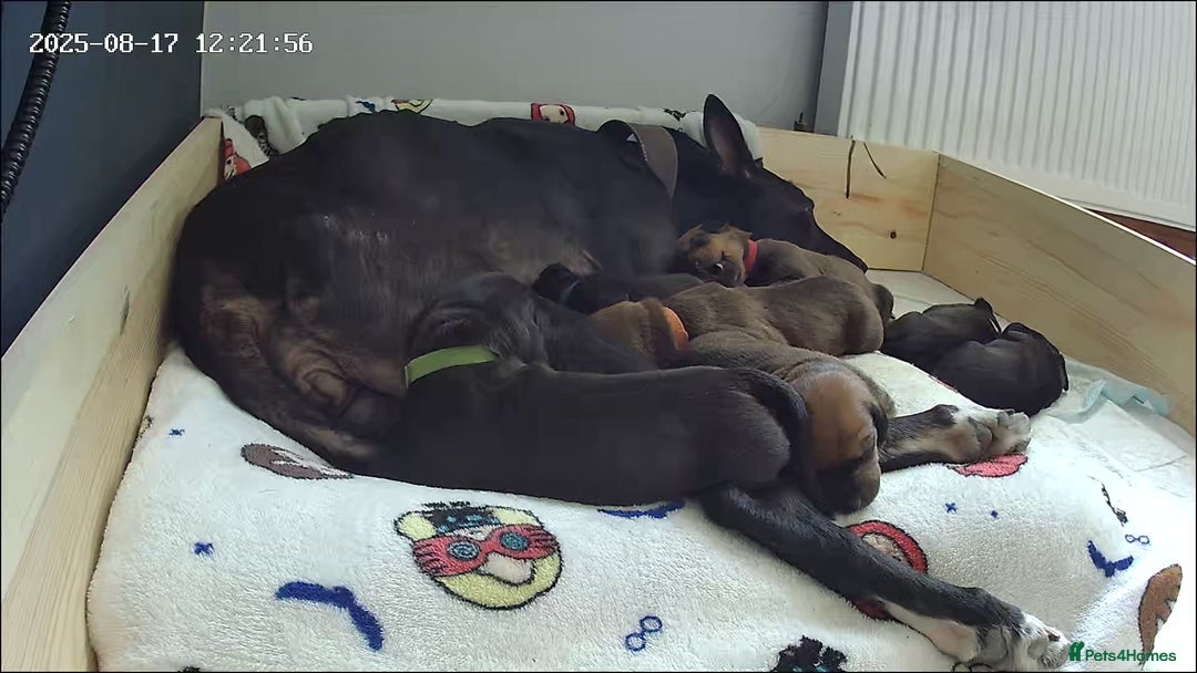 Mixed Breed dogs for sale: Lurcher x Standard Dachshund Puppies  - Image 2
