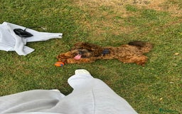 Cockapoo dogs for stud: Miniature Cockapoo Stud Dog - Image 5
