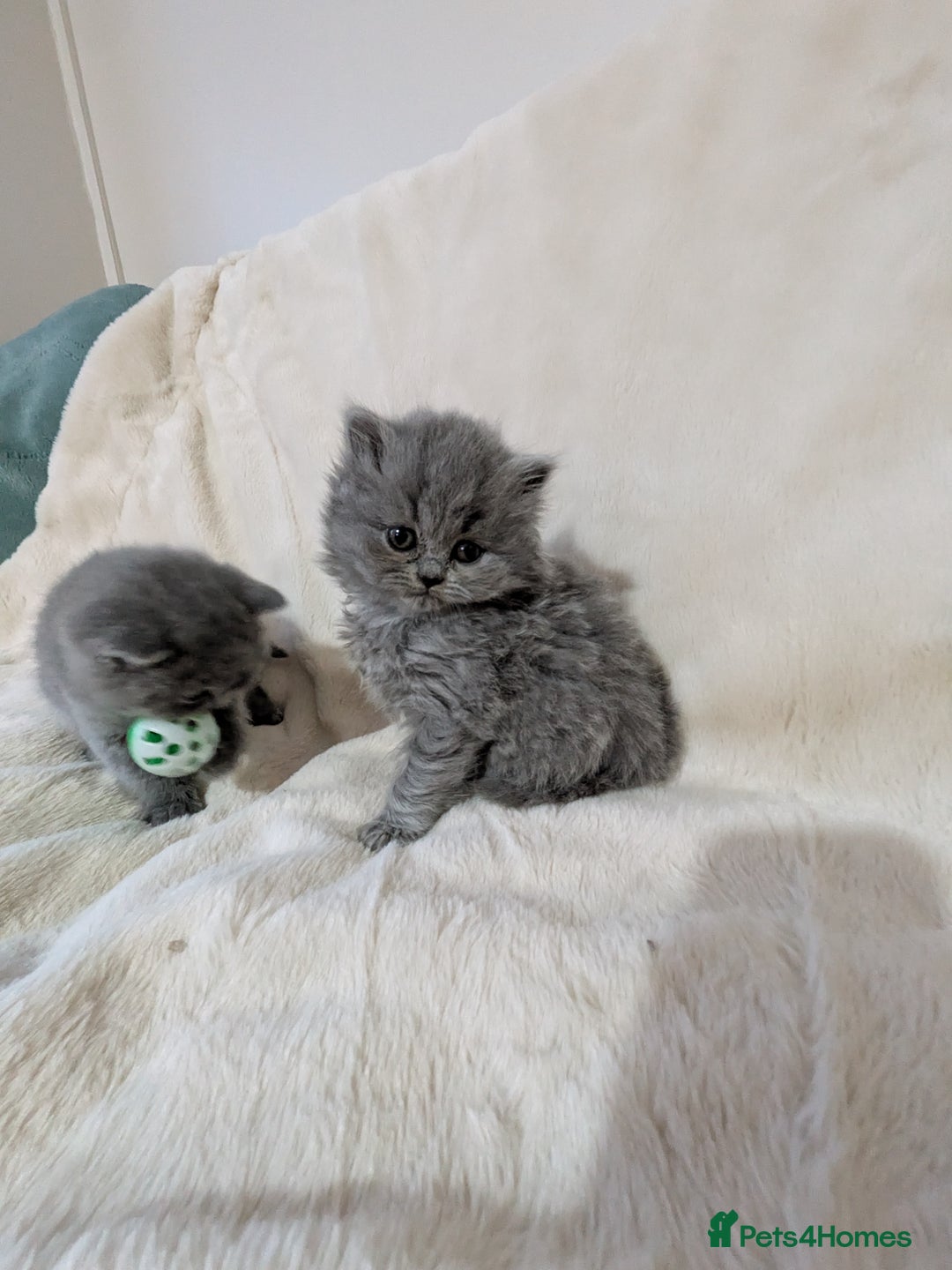 British Shorthair cats for sale: Beautiful British Shorthair kittens GCCF reg - Advert 7