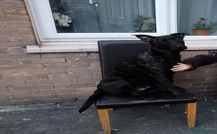 Belgian Shepherd Dog dogs Belgium malinois 6 month old - Advert 2