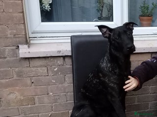 Belgian Shepherd Dog dogs Belgium malinois 6 month old - Advert 17