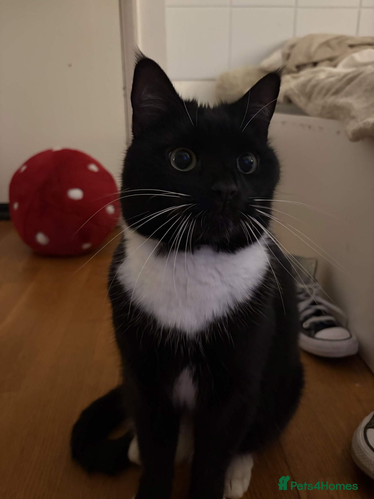 Mixed Breed cats URGENT - Sweet tuxedo male for sale - Advert 5