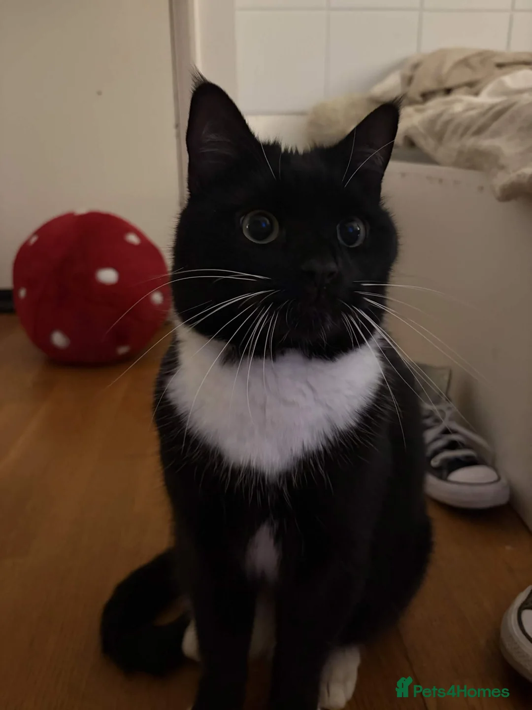 Mixed Breed cats for sale: URGENT - Sweet tuxedo male for sale in London - Advert 1
