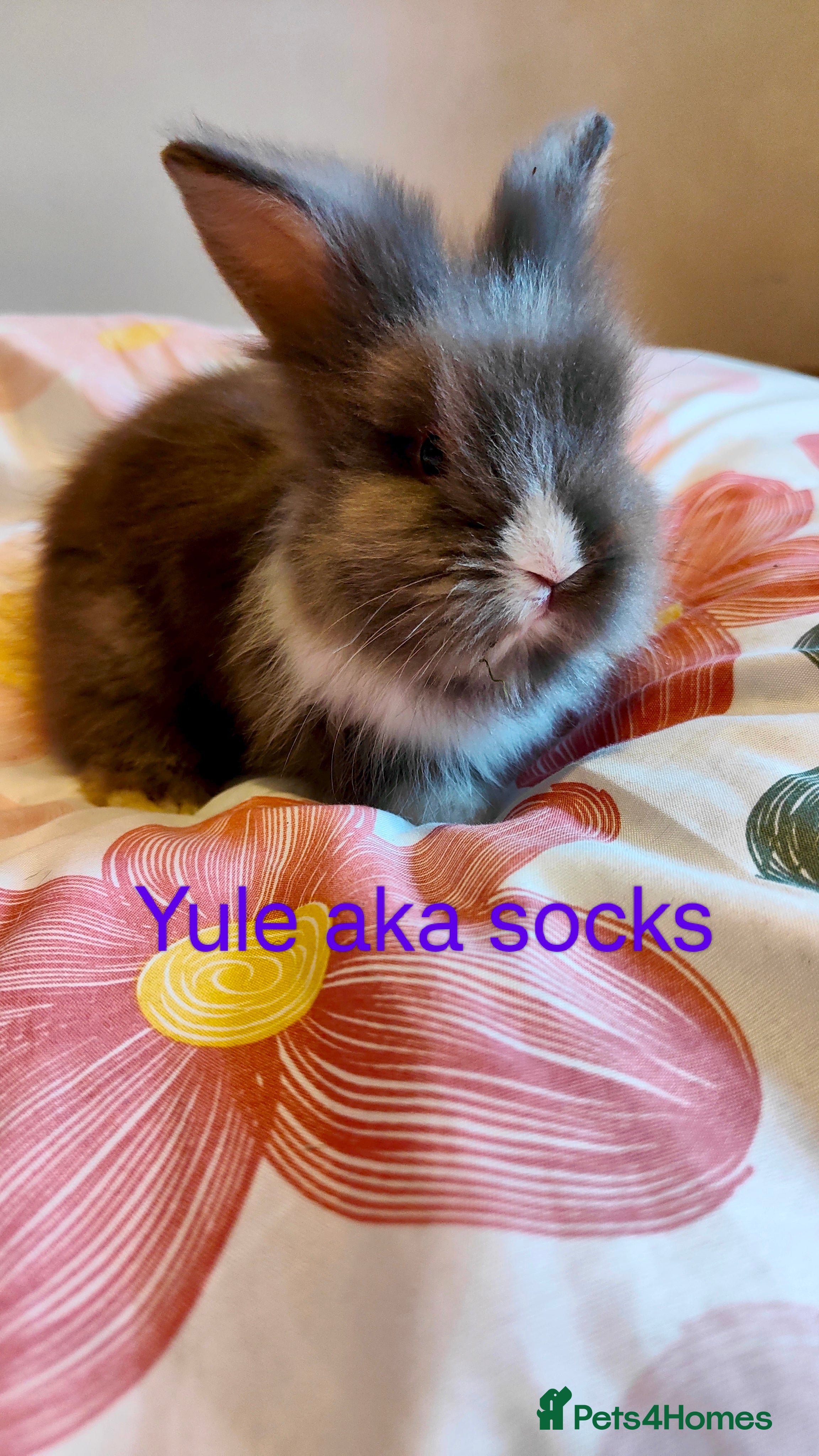 Lionhead rabbits Pedigree Lionhead Baby rabbits - Advert 3