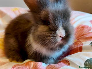 Lionhead rabbits Pedigree Lionhead Baby rabbits - Advert 3