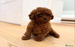 Maltipoo dogs for sale: Beautiful Maltipoo Toy Puppies - Image 9