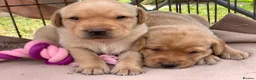 Labrador Retriever dogs for sale: Beautiful KC Labrador puppies - Advert 13