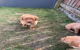 Labrador Retriever dogs for sale: Labrador puppies - Image 7