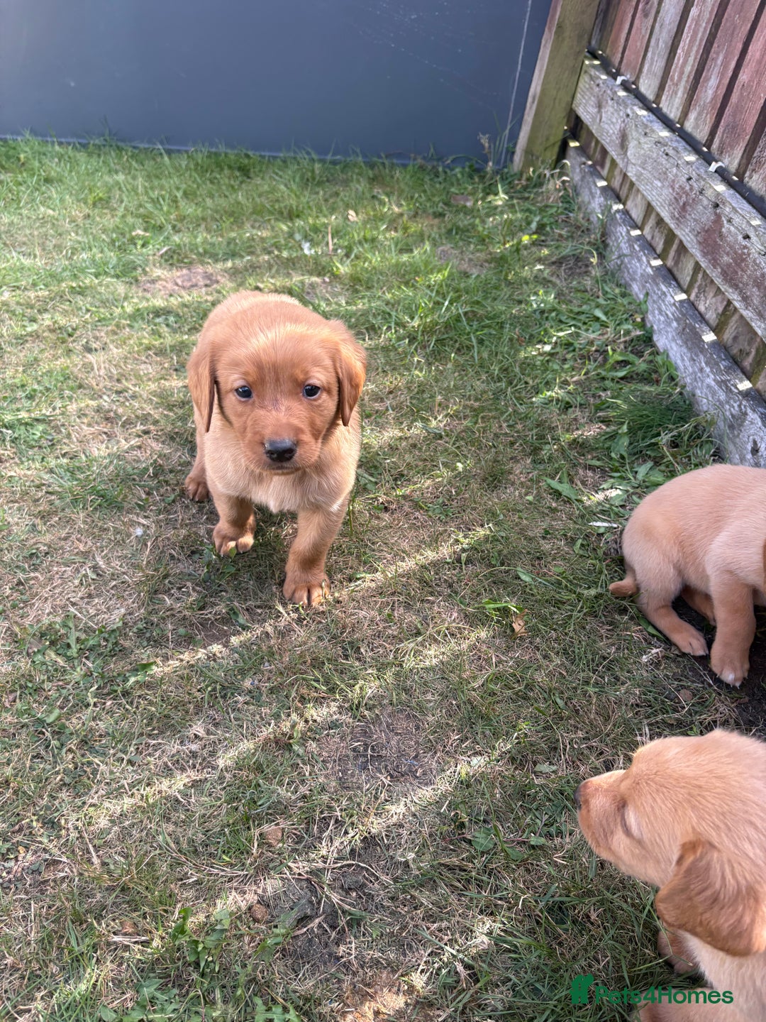Labrador Retriever dogs for sale: Labrador puppies - Image 7
