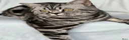 British Shorthair cats for sale: 💙 RETIRED PEDIGREE CHUNKY SILVER TABBY BSH BOY 💙 - Advert 2