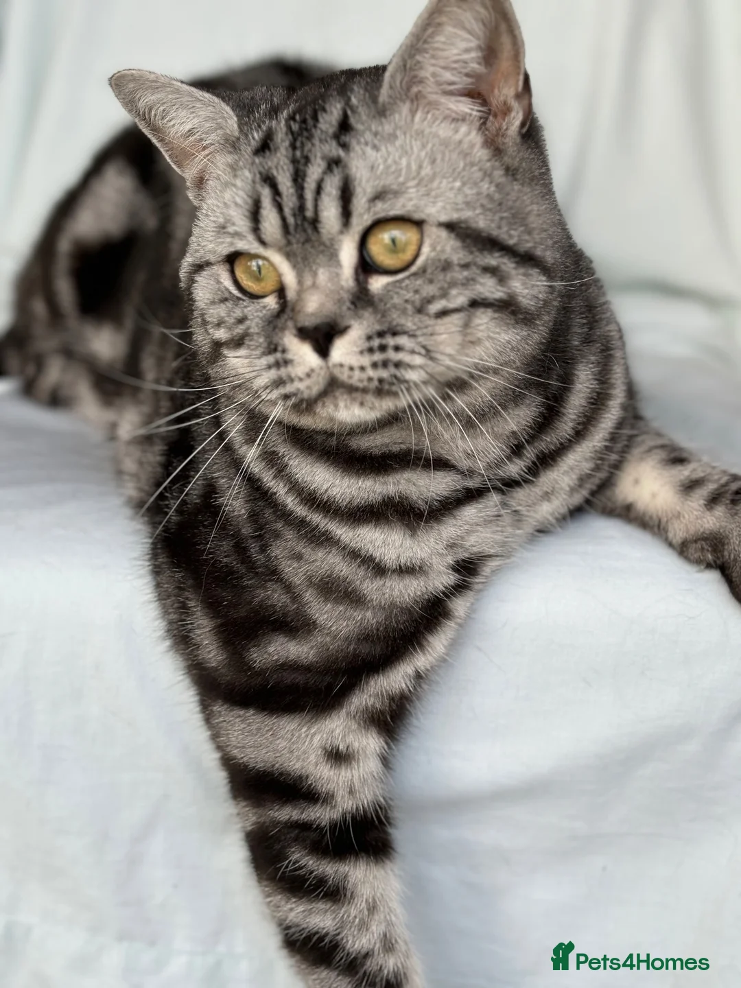 British Shorthair cats for sale: 💙 RETIRED PEDIGREE CHUNKY SILVER TABBY BSH BOY 💙 - Advert 2
