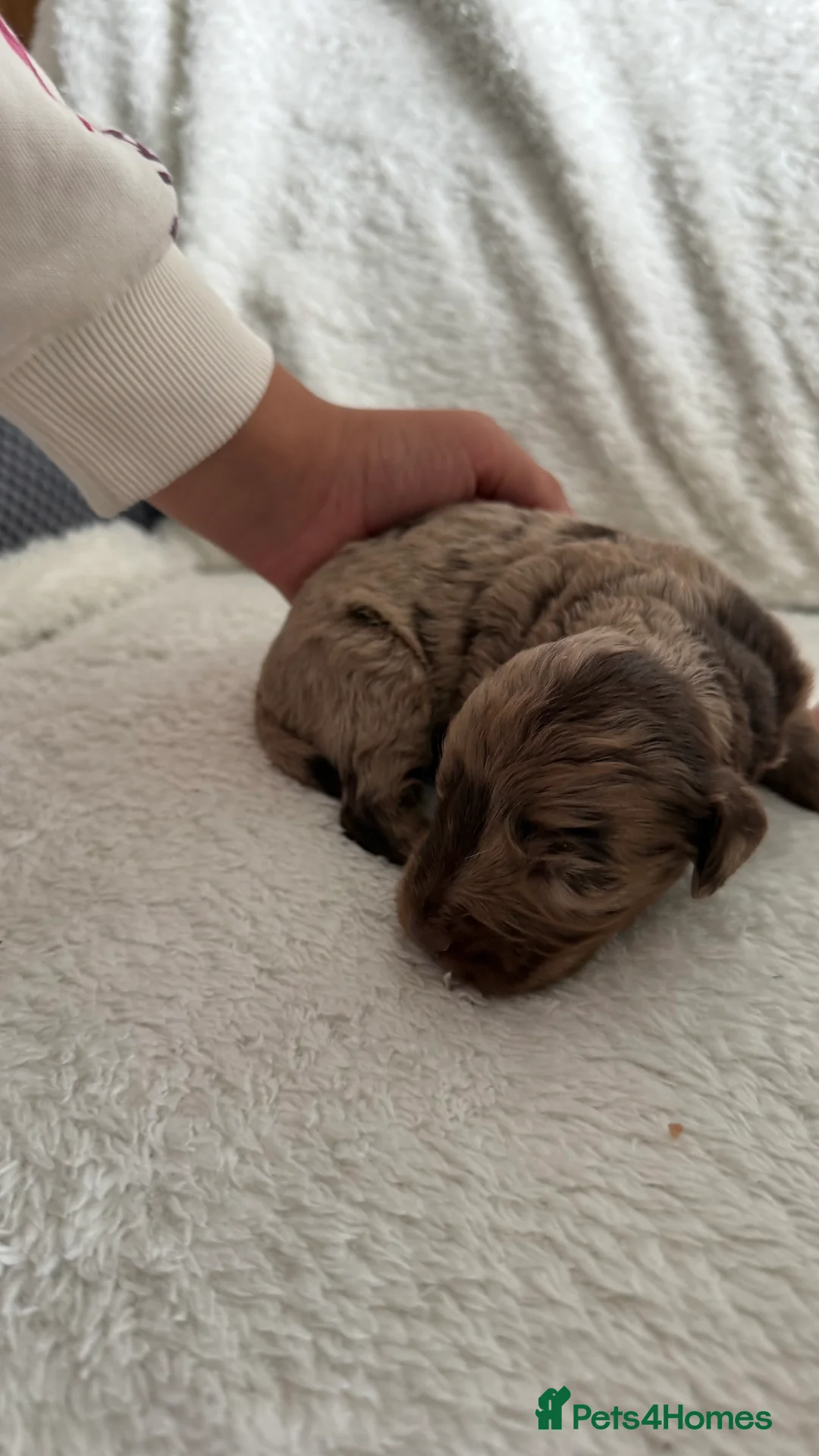 Cockapoo dogs for sale: 6 beautiful cockapoos for sale - Advert 7