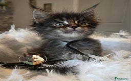 Maine Coon cats for sale: Maine coon kittens - Image 31