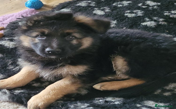 German Shepherd dogs - Advert 9
