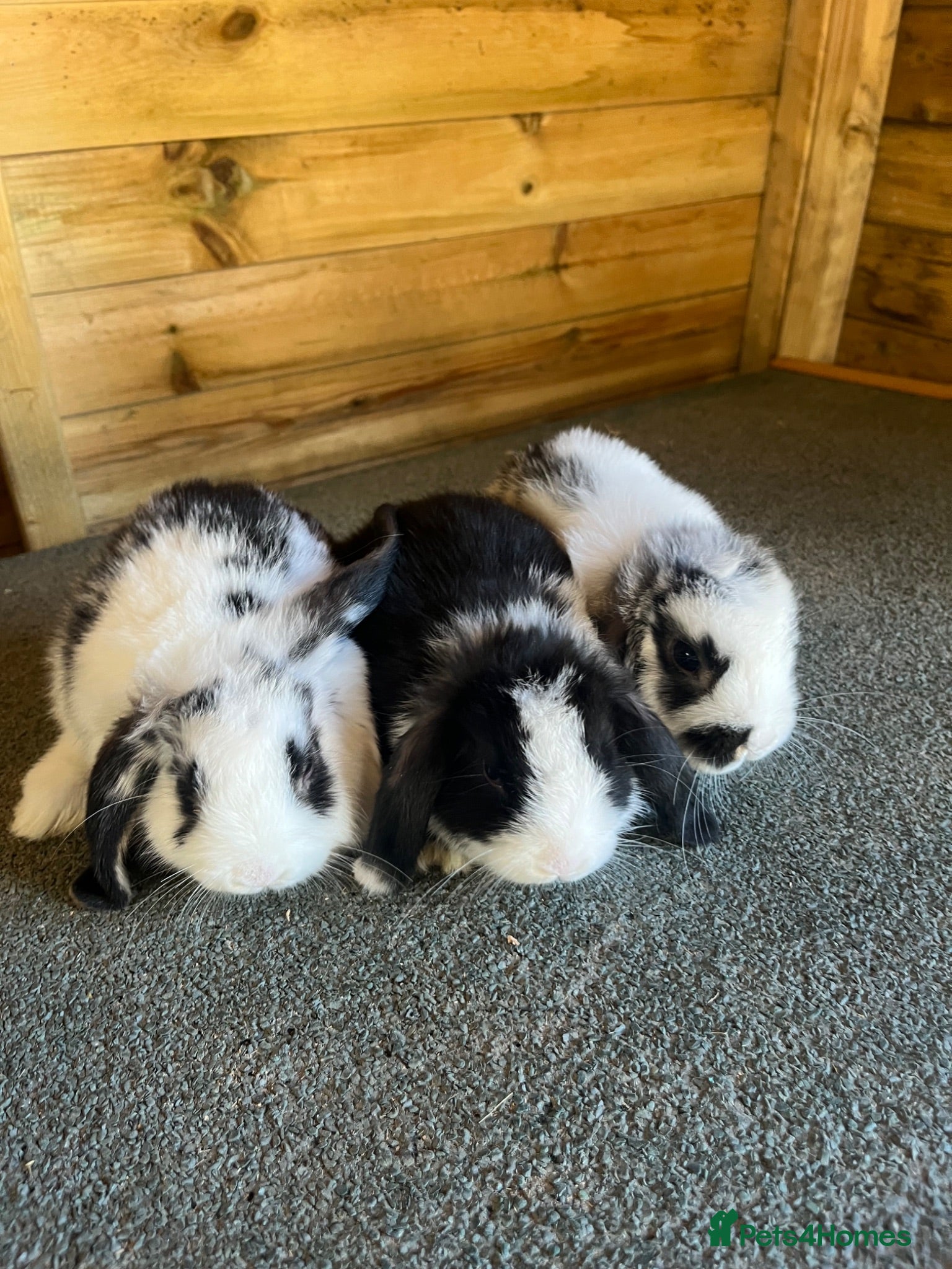 Mini Lop rabbits Stunning litter of mini lops  - Advert 20
