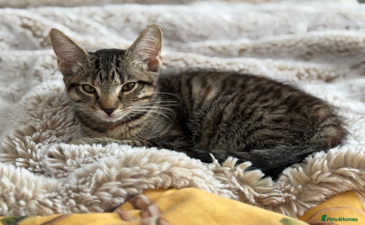 Domestic Shorthair cats - Advert 3