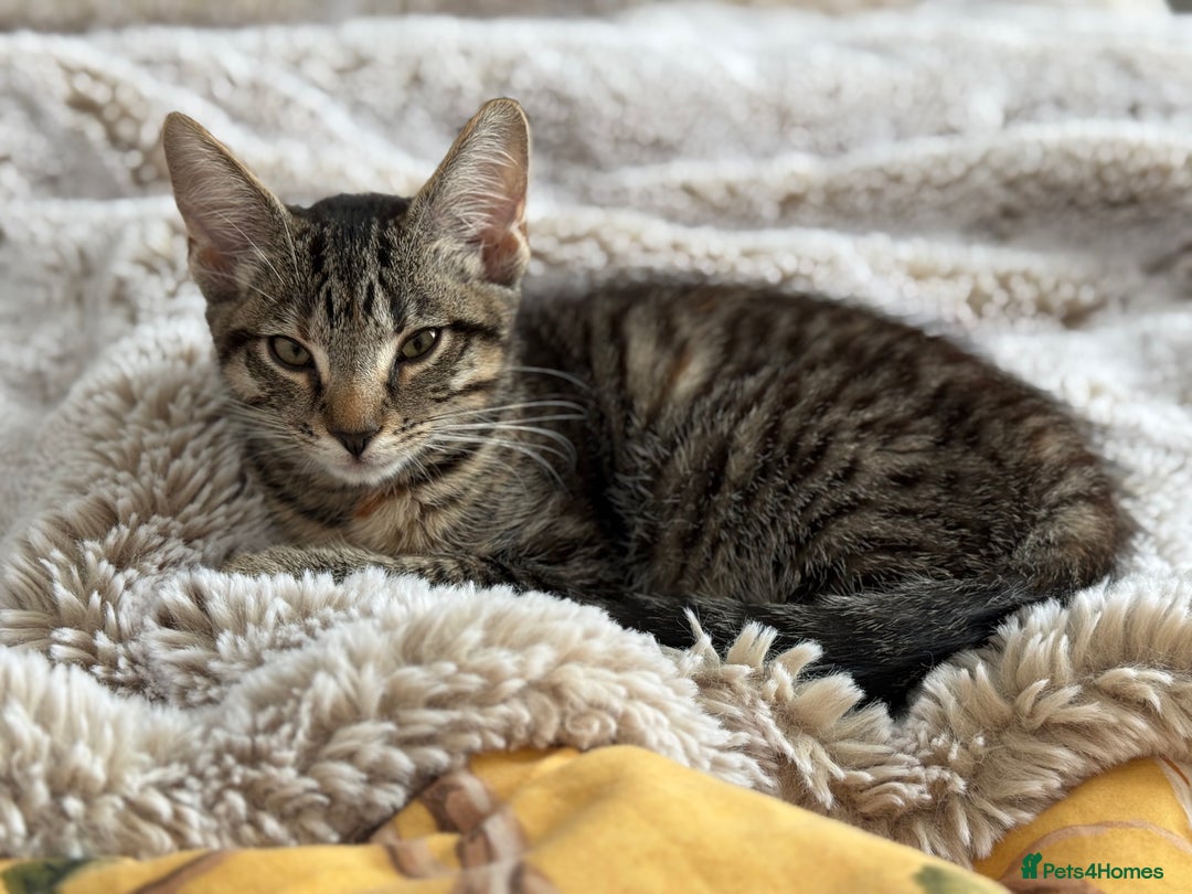 Domestic Shorthair cats for sale: Amazing domestic shorthair tabby kitty  - Image 1