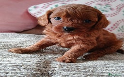 Cavapoo dogs for sale: Red cavapoo pups - Advert 25
