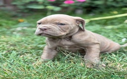 Mixed Breed dogs for sale: Beautiful lilac cane Corso x bulldog pups  - Image 33
